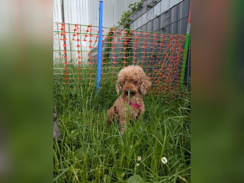 Amy, schüchterne Zwergpudel Dame geb. 09/2019