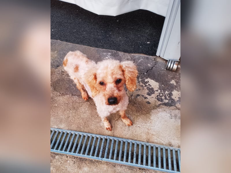 Vera, hübsche Pudeldame geb. 2019