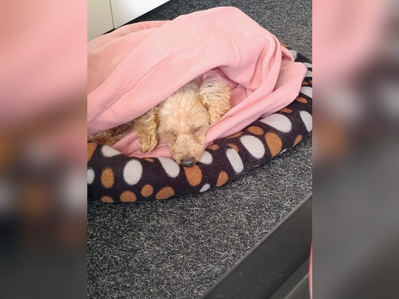 Vera, hübsche Pudeldame geb. 2019