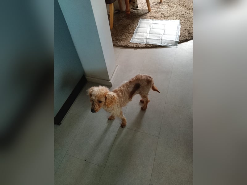 Vera, hübsche Pudeldame geb. 2019