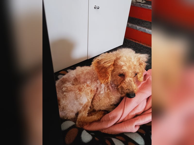 Vera, hübsche Pudeldame geb. 2019