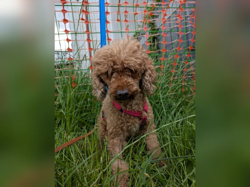 Amy, schüchterne Zwergpudel Dame geb. 09/2019