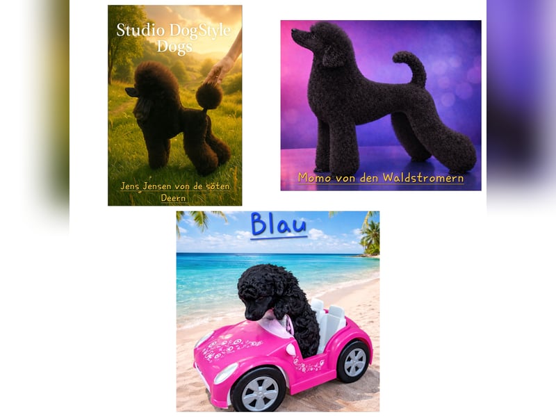 Schwarzer Schmuser sucht neuen Wirkungskreis