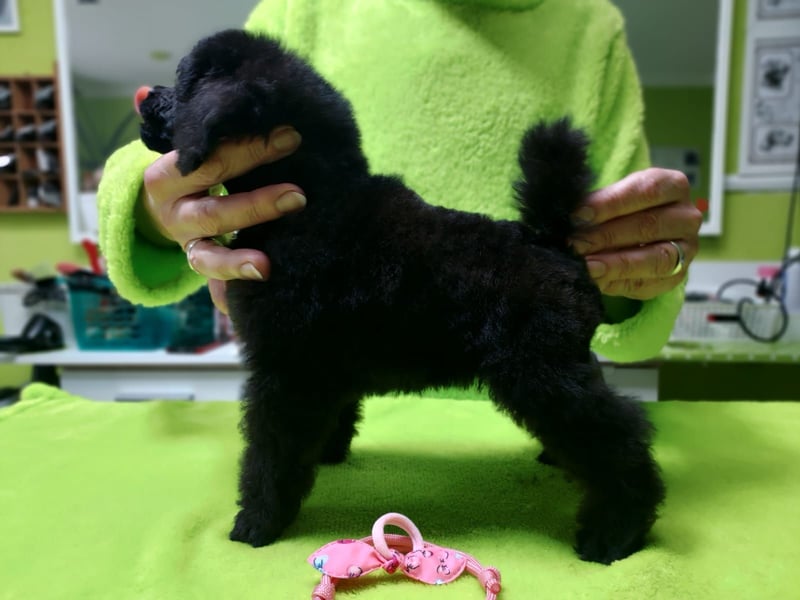 Schwarze Schmusemaus sucht neuen Wirkungskreis