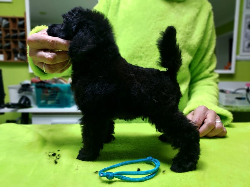 Schwarzer Schmuser sucht neuen Wirkungskreis