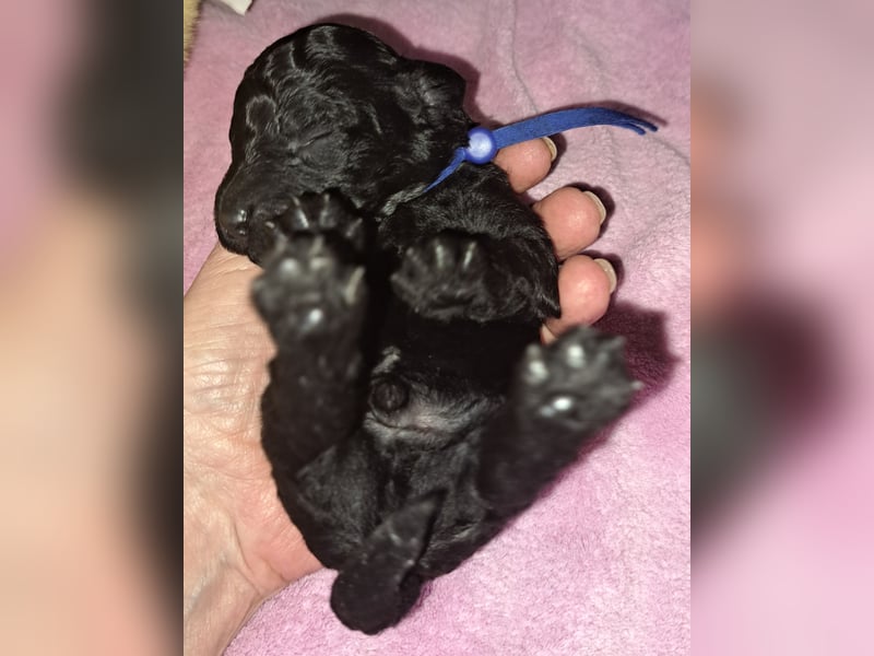 Schwarzer Schmuser sucht neuen Wirkungskreis