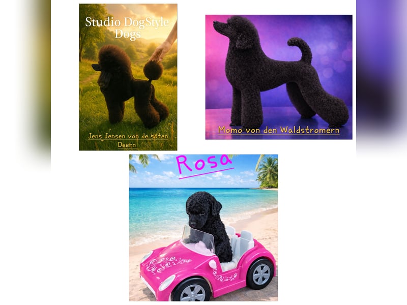 Schwarze Schmusemaus sucht neuen Wirkungskreis