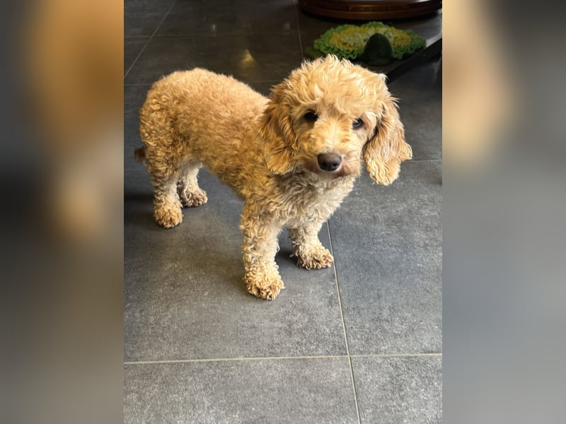 Toy-Zwerg Pudel Hündin