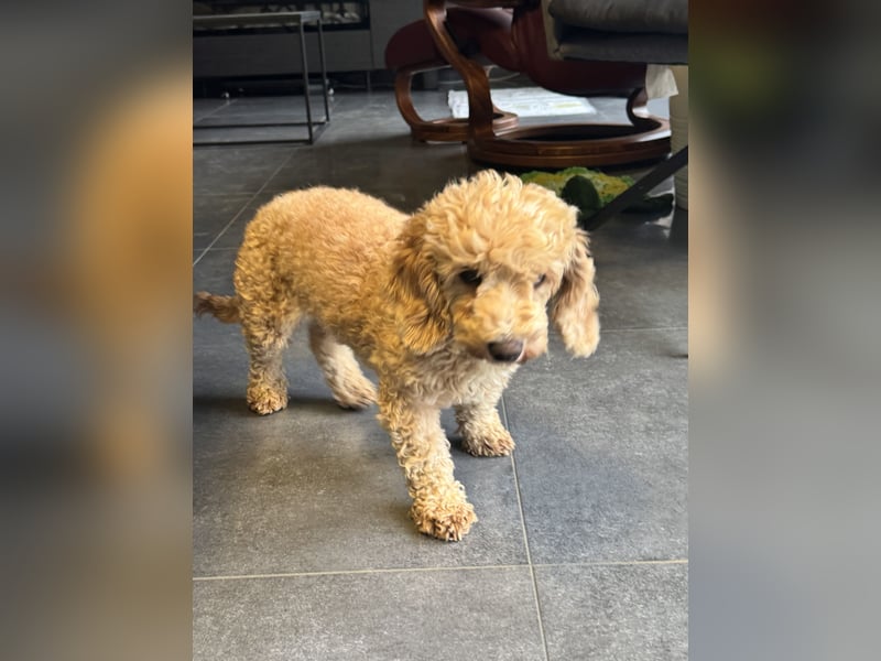 Toy-Zwerg Pudel Hündin