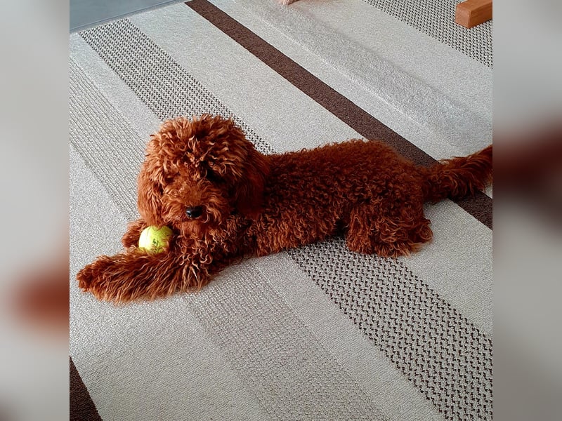 Zwergpudel deckrüde red