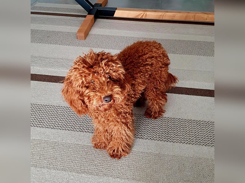 Zwergpudel deckrüde red