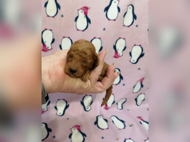Zwerg Pudel Welpen