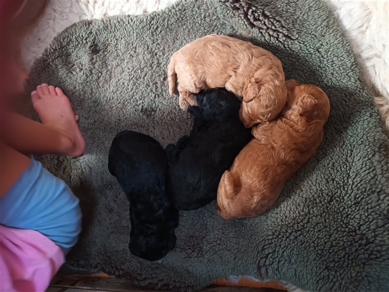 In berlin!zwergpudel welpen!!