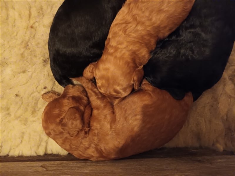 In berlin!zwergpudel welpen!!