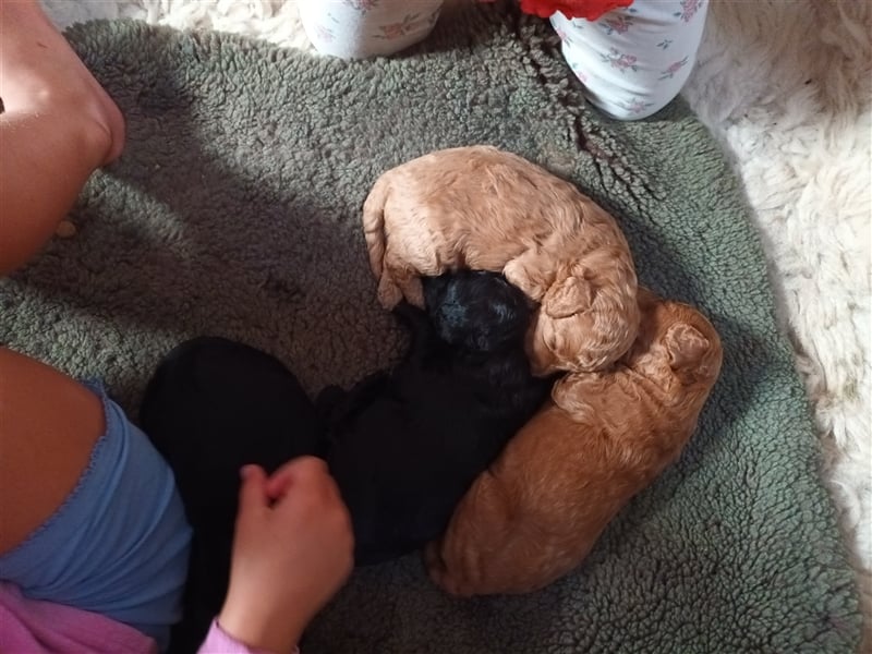 In berlin!zwergpudel welpen!!