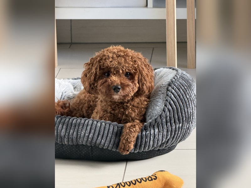 Wunderschöne Toy-Pudel Hündin mit Babyface sucht liebevolles Zuhause