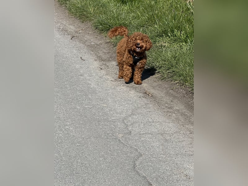 Wunderschöne Toy-Pudel Hündin mit Babyface sucht liebevolles Zuhause