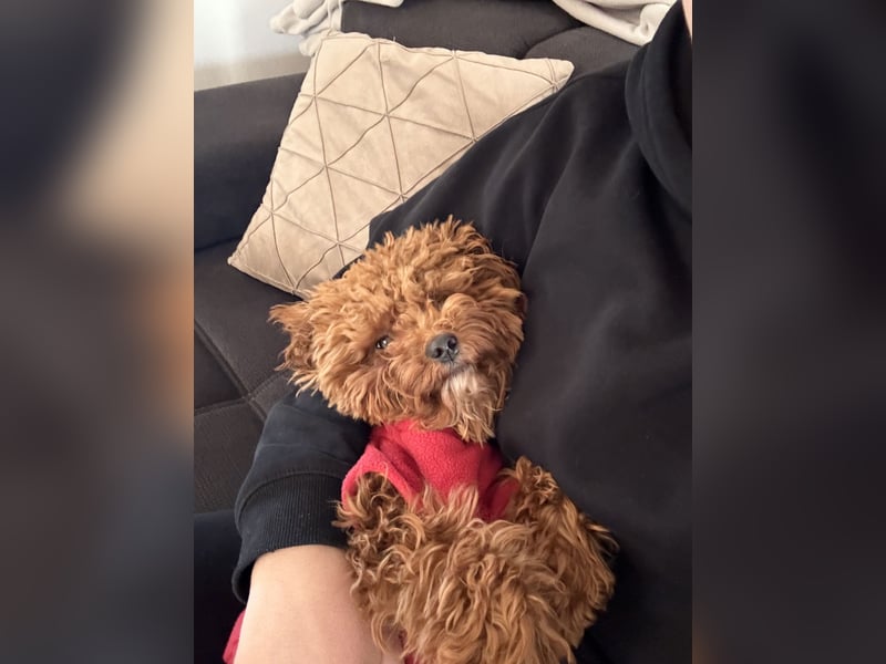 Wunderschöne Toy-Pudel Hündin mit Babyface sucht liebevolles Zuhause