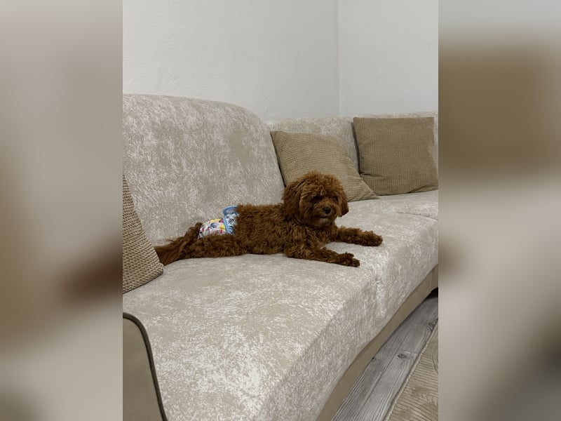 Wunderschöne Toy-Pudel Hündin mit Babyface sucht liebevolles Zuhause