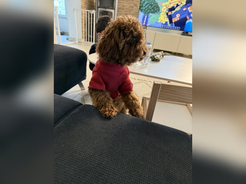 Wunderschöne Toy-Pudel Hündin mit Babyface sucht liebevolles Zuhause