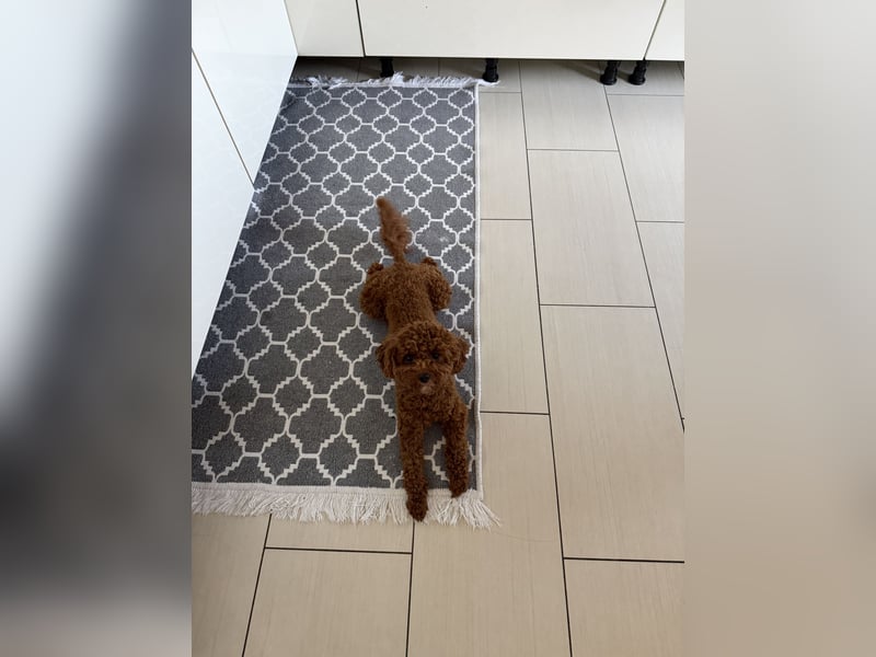 Wunderschöne Toy-Pudel Hündin mit Babyface sucht liebevolles Zuhause