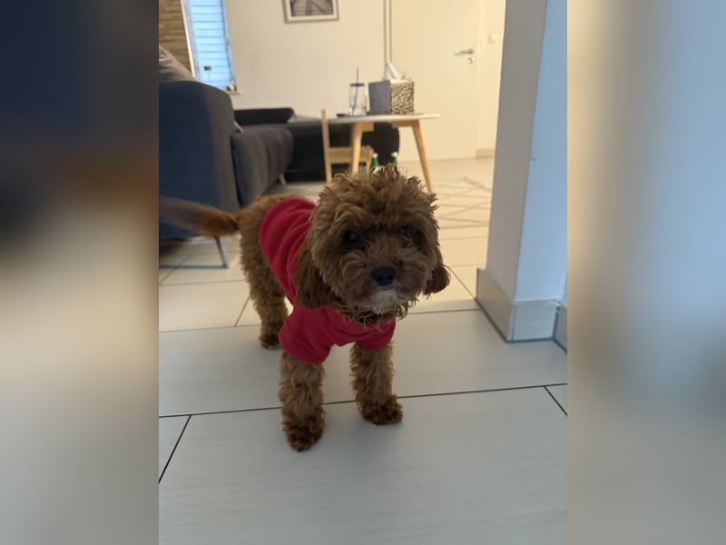 Wunderschöne Toy-Pudel Hündin mit Babyface sucht liebevolles Zuhause