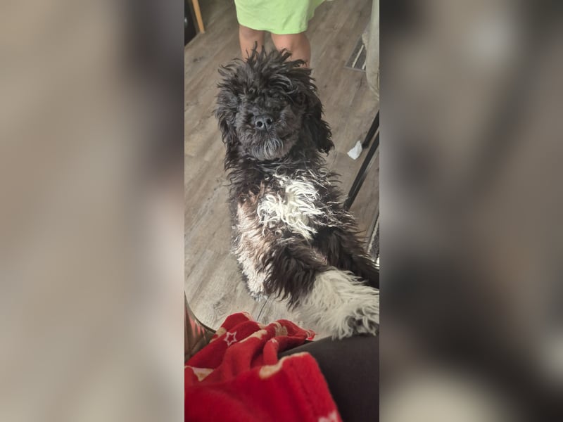 Zwergpudel  Kleinpudel