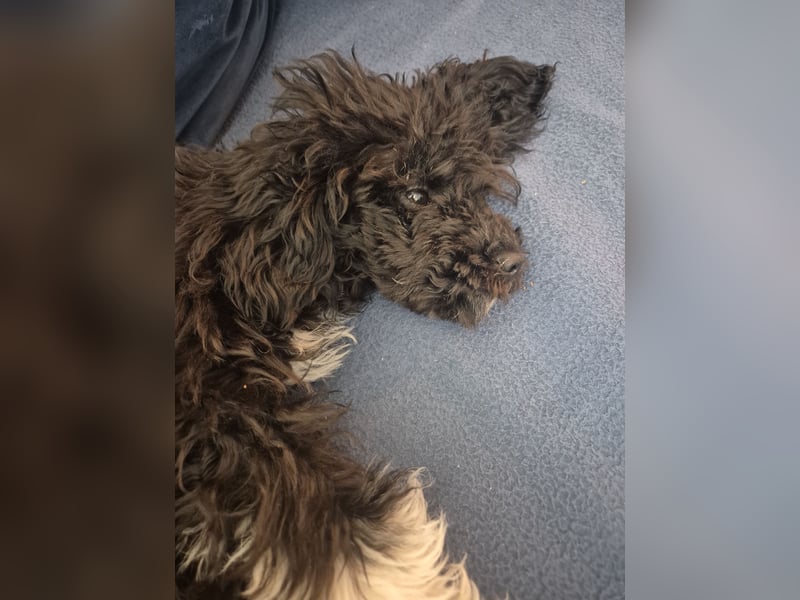 Zwergpudel  Kleinpudel