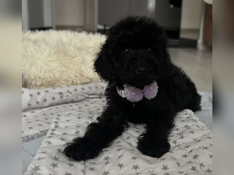 Wunderschöner Zwergpudel Rüde zu verkaufen