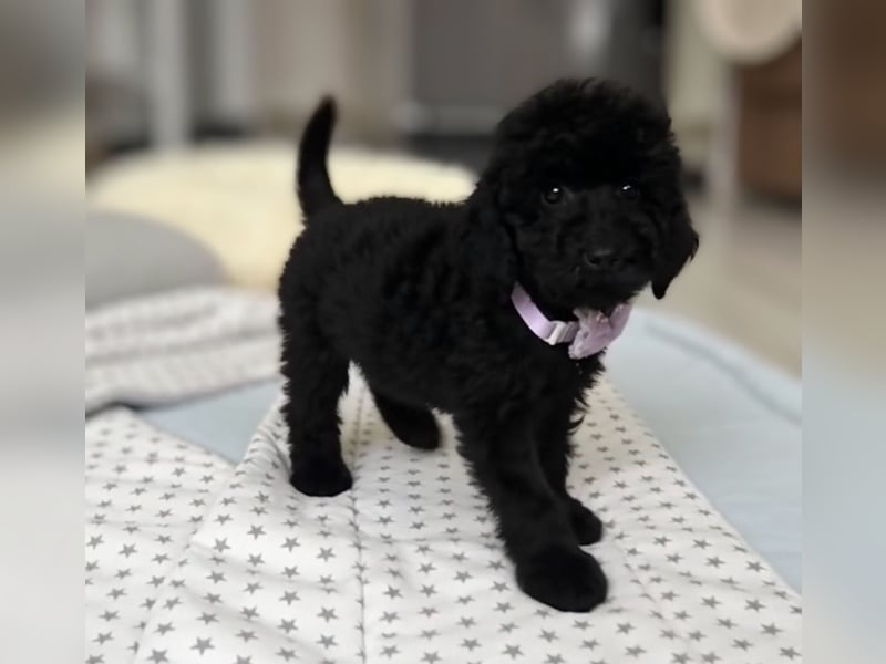 Wunderschöner Zwergpudel Rüde zu verkaufen