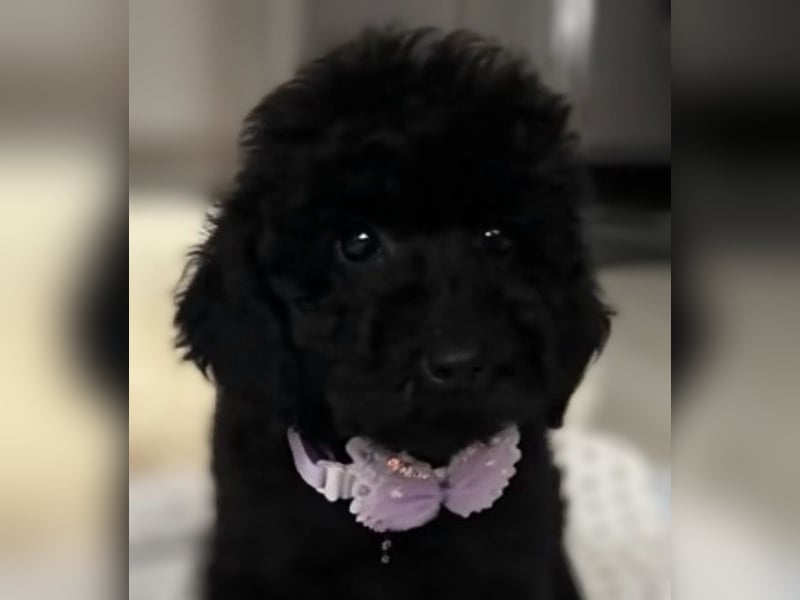 Wunderschöner Zwergpudel Rüde zu verkaufen