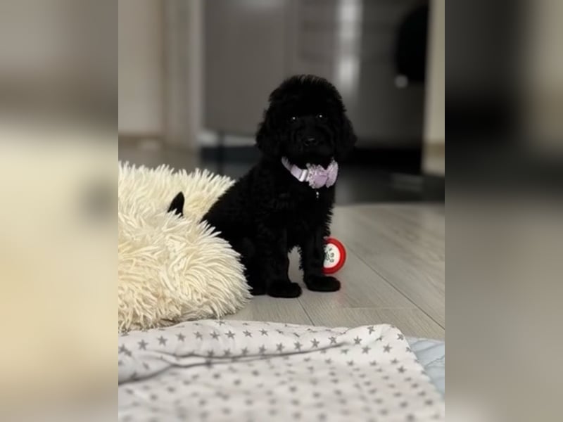 Wunderschöner Zwergpudel Rüde zu verkaufen