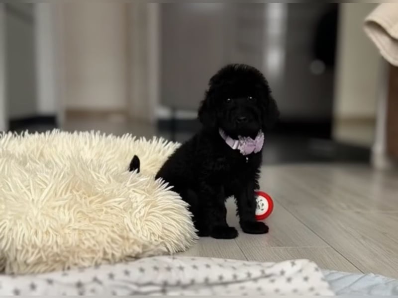 Wunderschöner Zwergpudel Rüde zu verkaufen