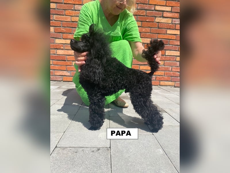 Toy-Pudel, Mädchen, 6 Monate alt