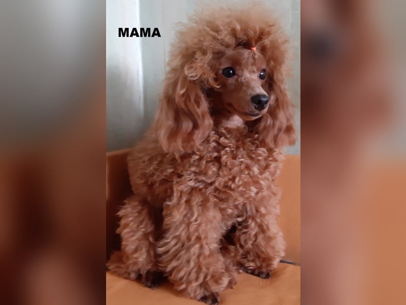 Toy-Pudel, Mädchen, 6 Monate alt