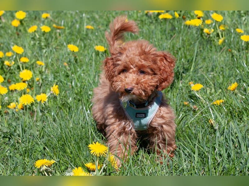 Filly - aufgewecktes Hundekind - Tierhilfe Franken e.V.