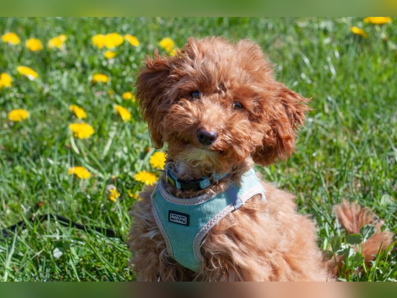 Filly - aufgewecktes Hundekind - Tierhilfe Franken e.V.