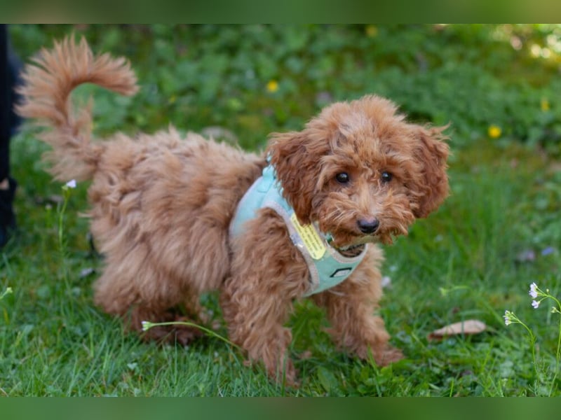 Filly - aufgewecktes Hundekind - Tierhilfe Franken e.V.