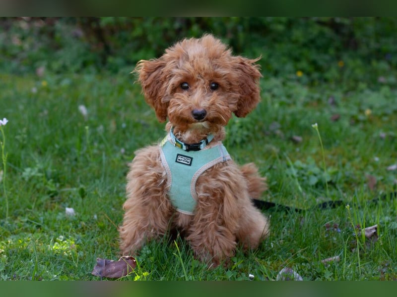 Filly - aufgewecktes Hundekind - Tierhilfe Franken e.V.