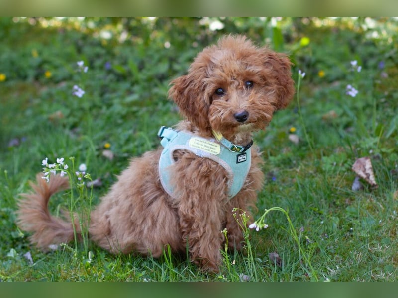 Filly - aufgewecktes Hundekind - Tierhilfe Franken e.V.