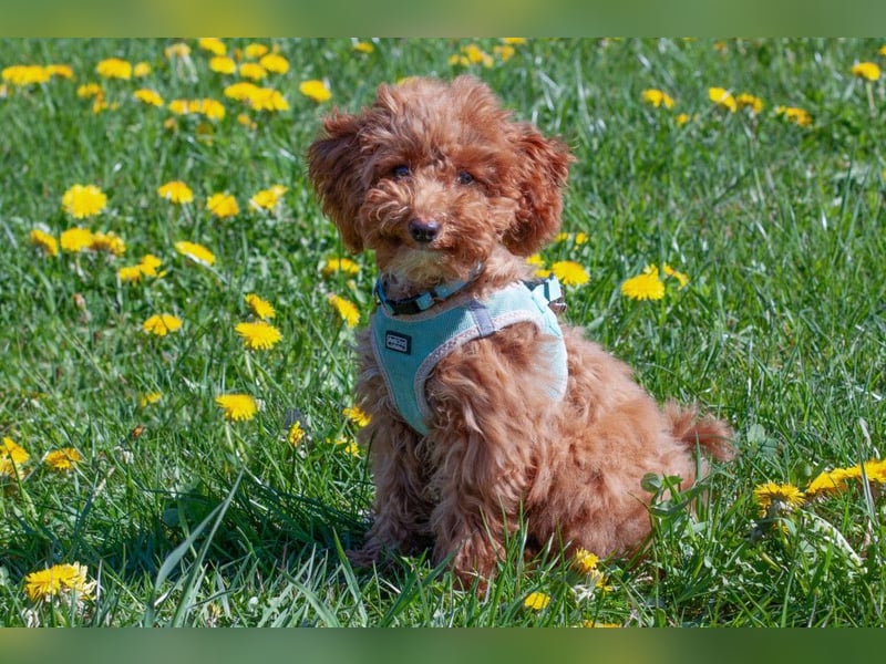 Filly - aufgewecktes Hundekind - Tierhilfe Franken e.V.