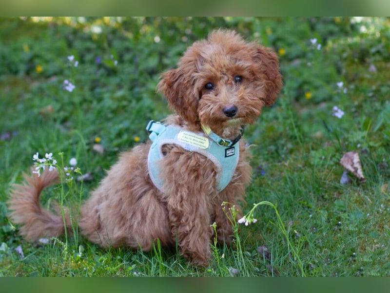 Filly - aufgewecktes Hundekind - Tierhilfe Franken e.V.