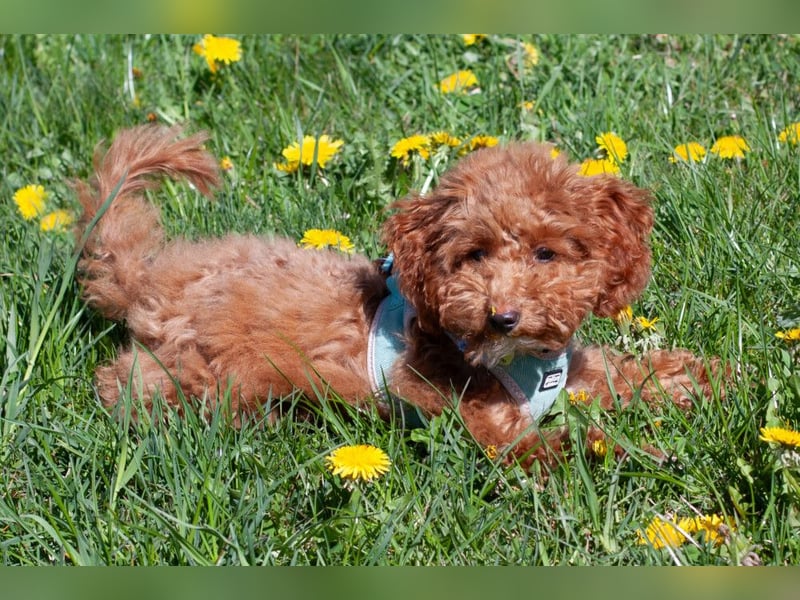 Filly - aufgewecktes Hundekind - Tierhilfe Franken e.V.