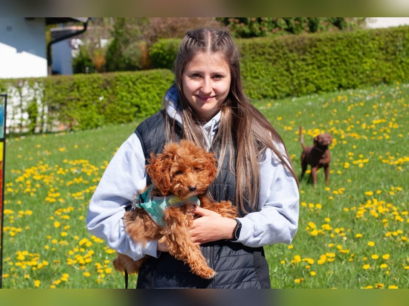 Filly - aufgewecktes Hundekind - Tierhilfe Franken e.V.