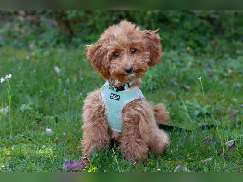 Filly - aufgewecktes Hundekind - Tierhilfe Franken e.V.