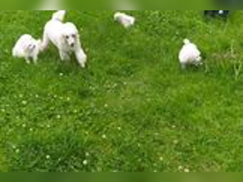 Weiße Zwergpudelwelpen mit VDH/DPK Papiere