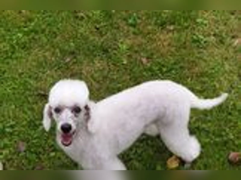 Zwergpudel-Hündin, 6 Jahre mit Papiere