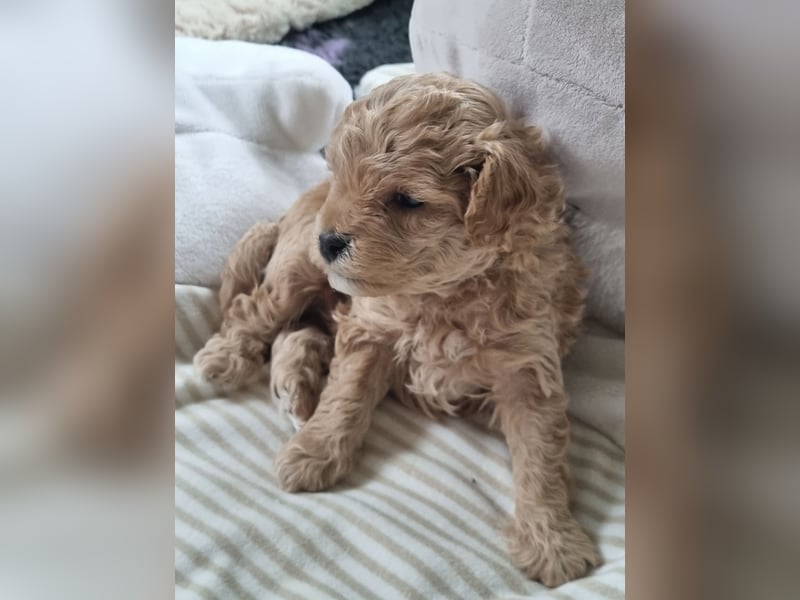 Zwergpudel welpen in fawn/aprikot 