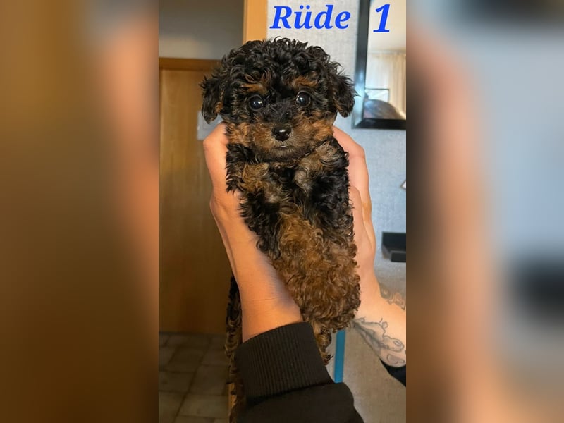 Rüde 1