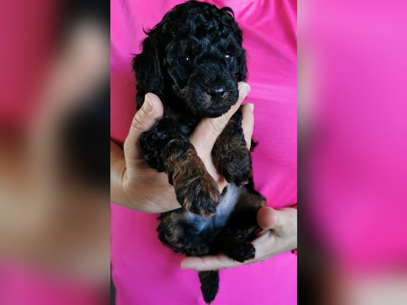 Zwergpudel Welpen black and tan mit Ahnentafel